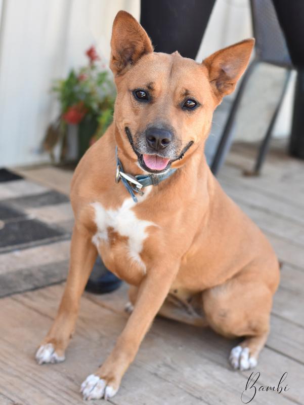 A young medium-sized female Yellow / Tan / Blond / Fawn Pit Bull Terrier dog named Bambi Ii for adoption in Conroe, TX
