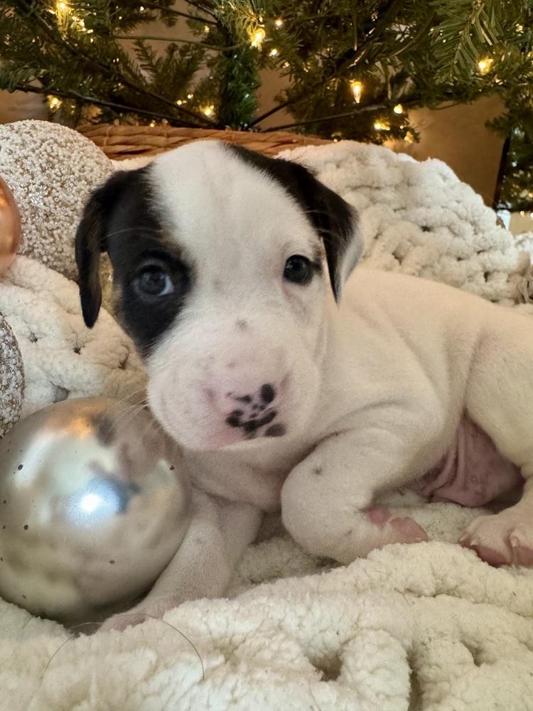 Jagermeister photo 1