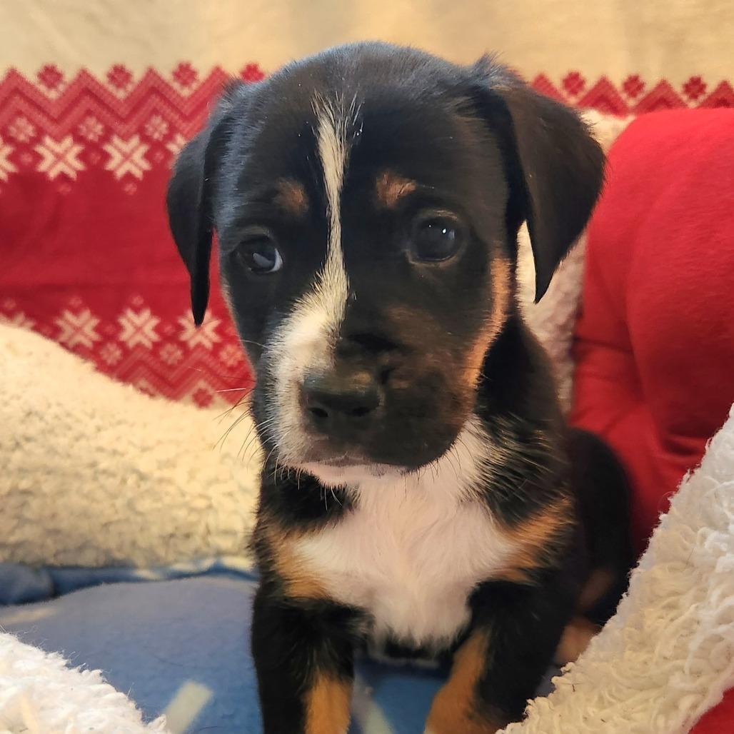 A baby medium-sized male Black Mixed Breed dog named Giggle Gas for adoption in Alexandria, VA
