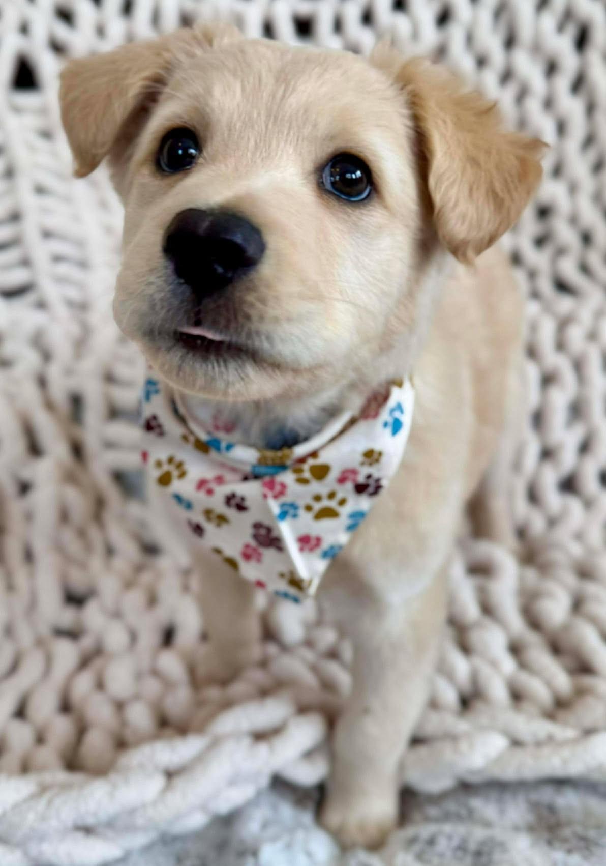 Donald Pup