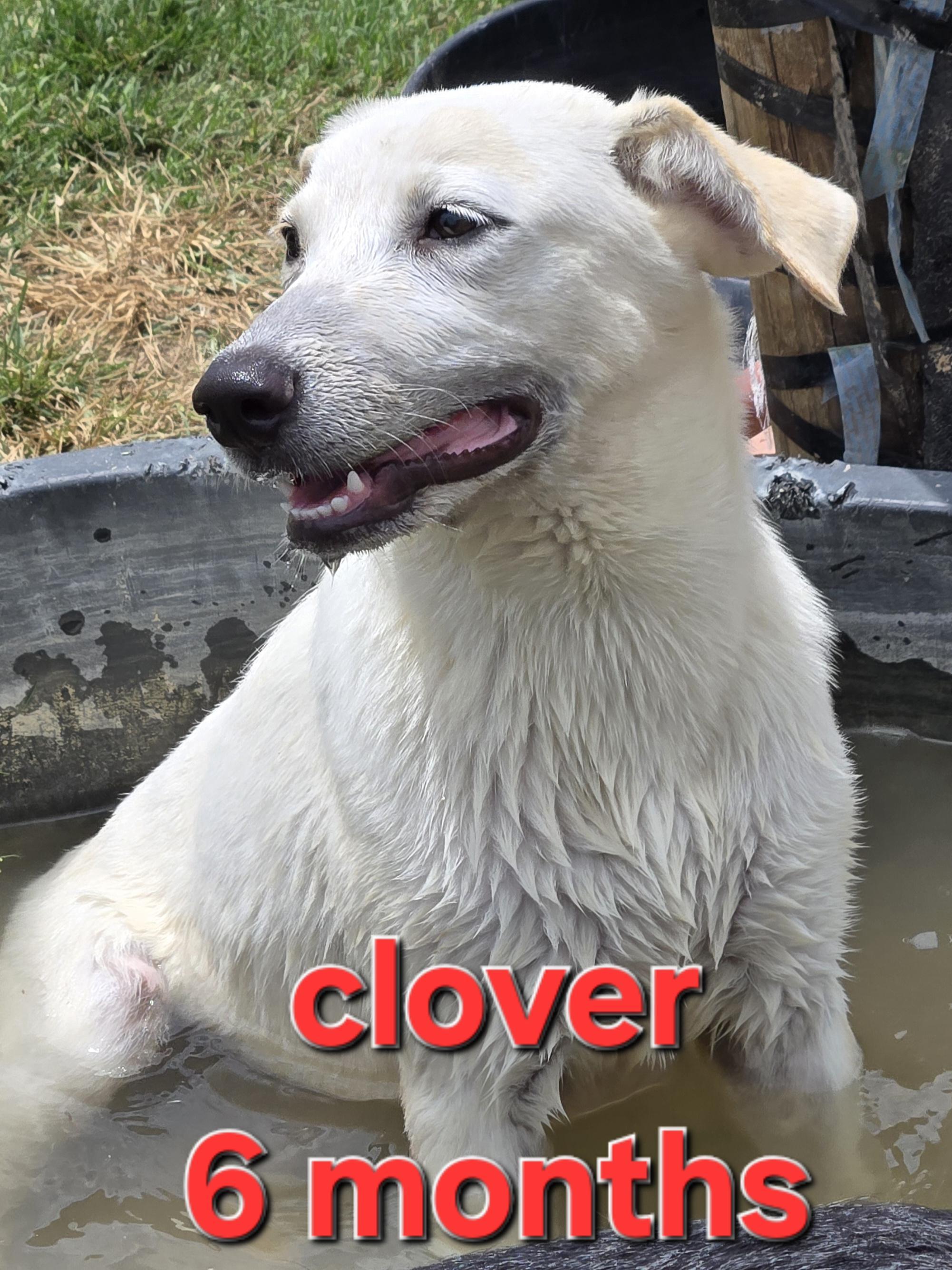 Clover