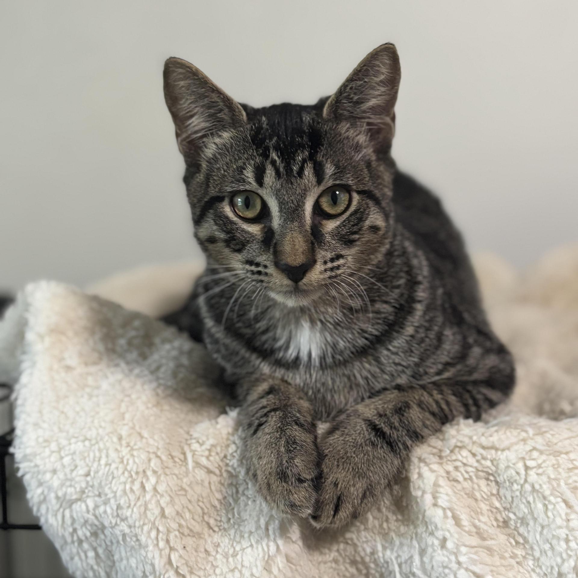 A young medium-sized male Domestic Short Hair cat named Pebble for adoption in Sugar Land, TX
