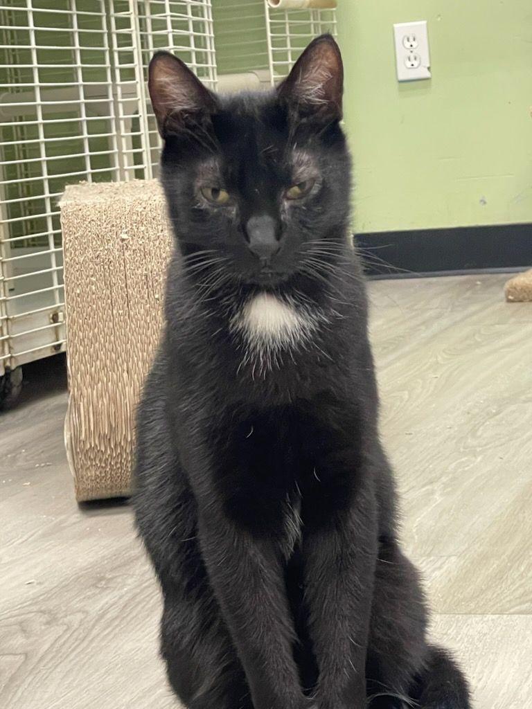 An adult medium-sized male Black Domestic Short Hair cat named Dale for adoption in Margate, FL