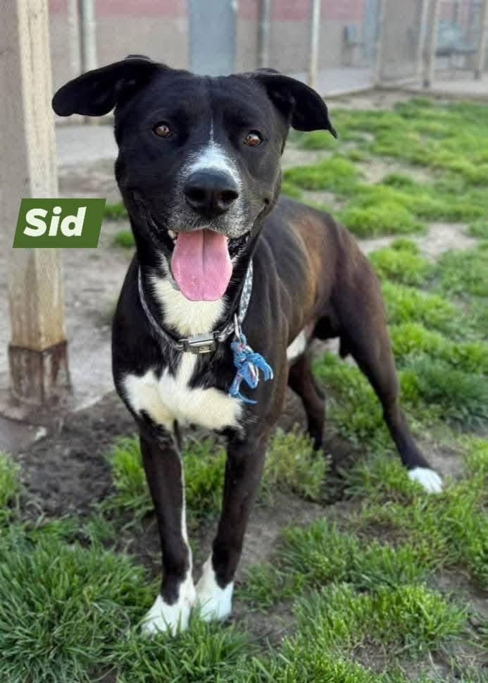 Sid