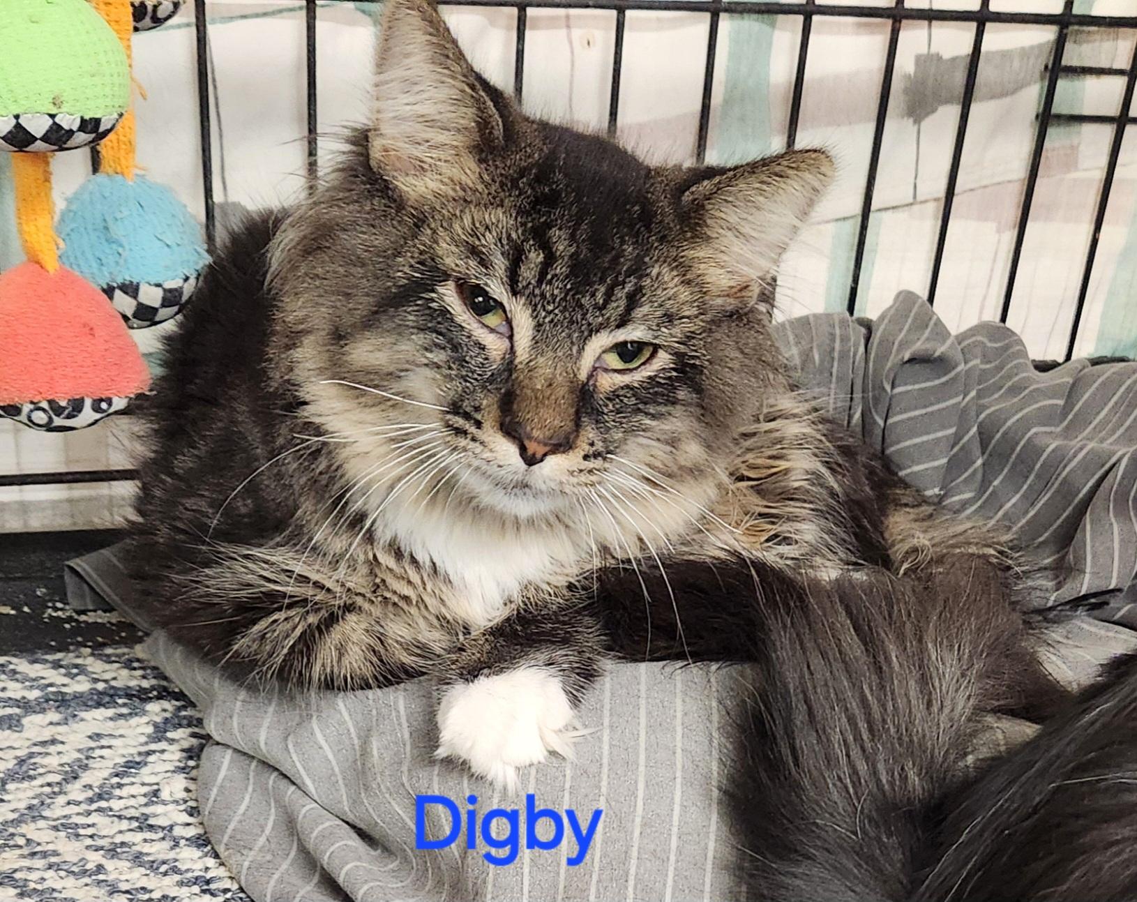 Digby