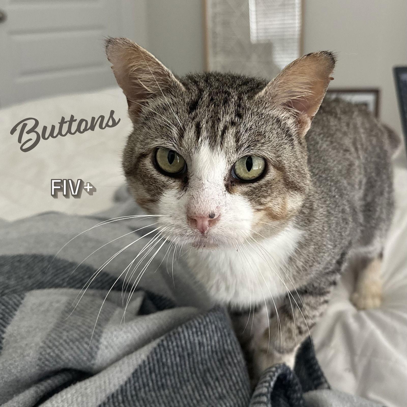 Buttons Busstopbuddy