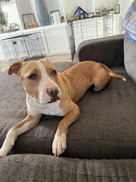 A young medium-sized female Pit Bull Terrier dog named Gingerbread for adoption in Charlotte, NC
