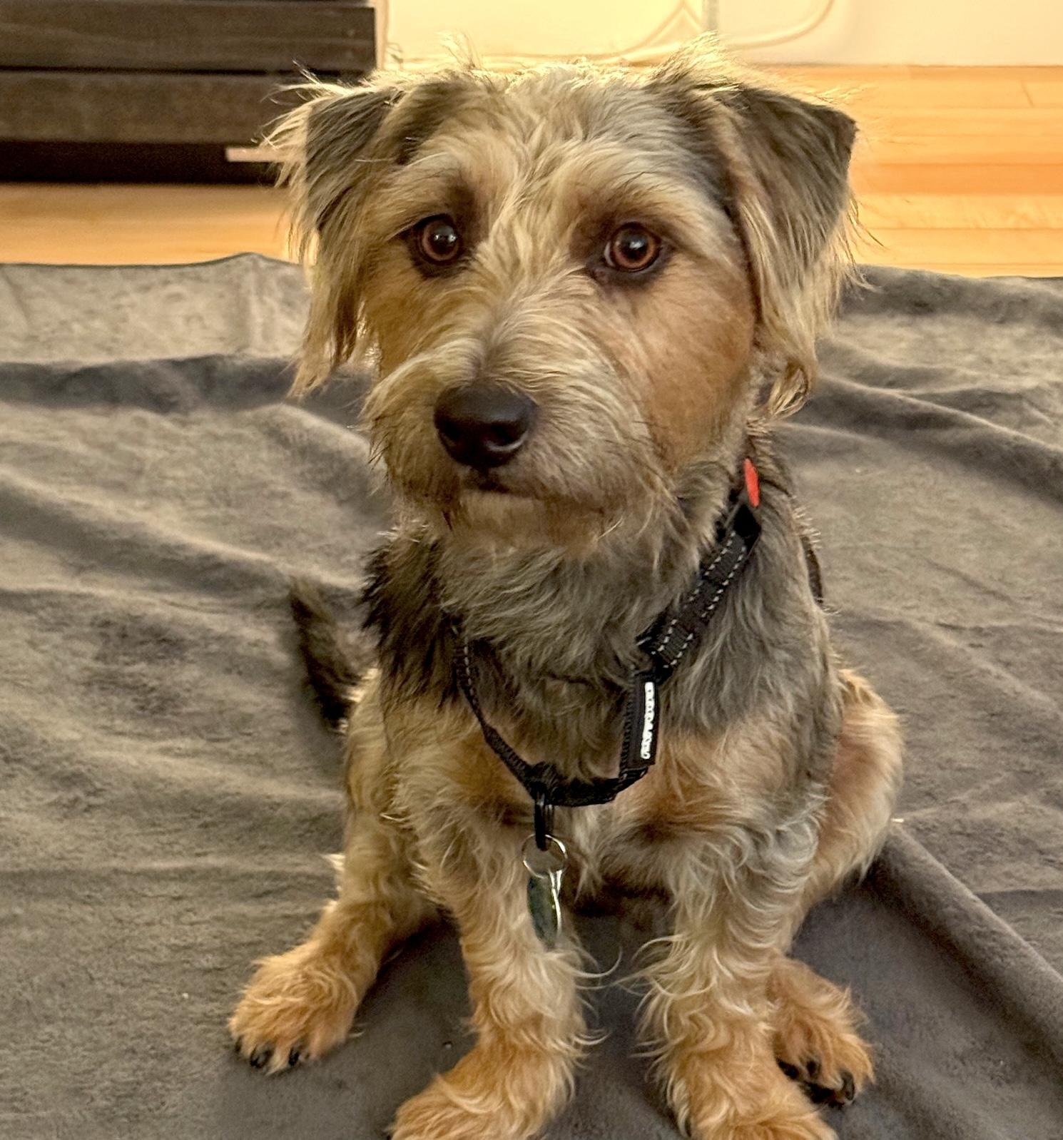 Snickerdoodle photo 1