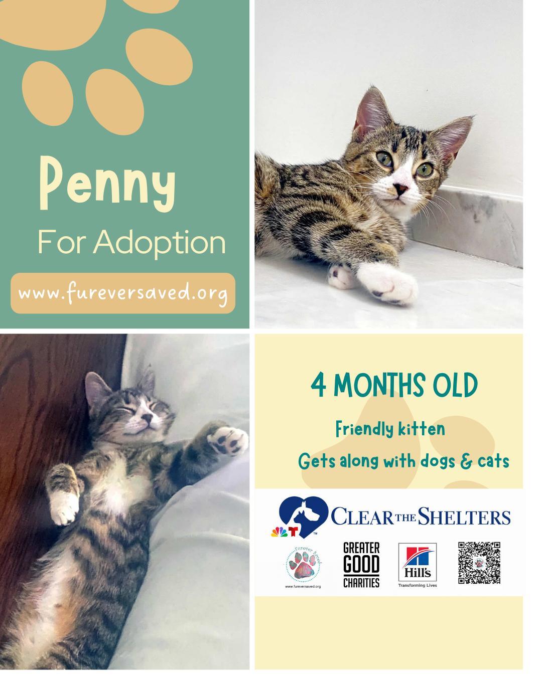 A baby small-sized female Tabby (Brown / Chocolate) Domestic Short Hair cat named Penny for adoption in Miami, FL