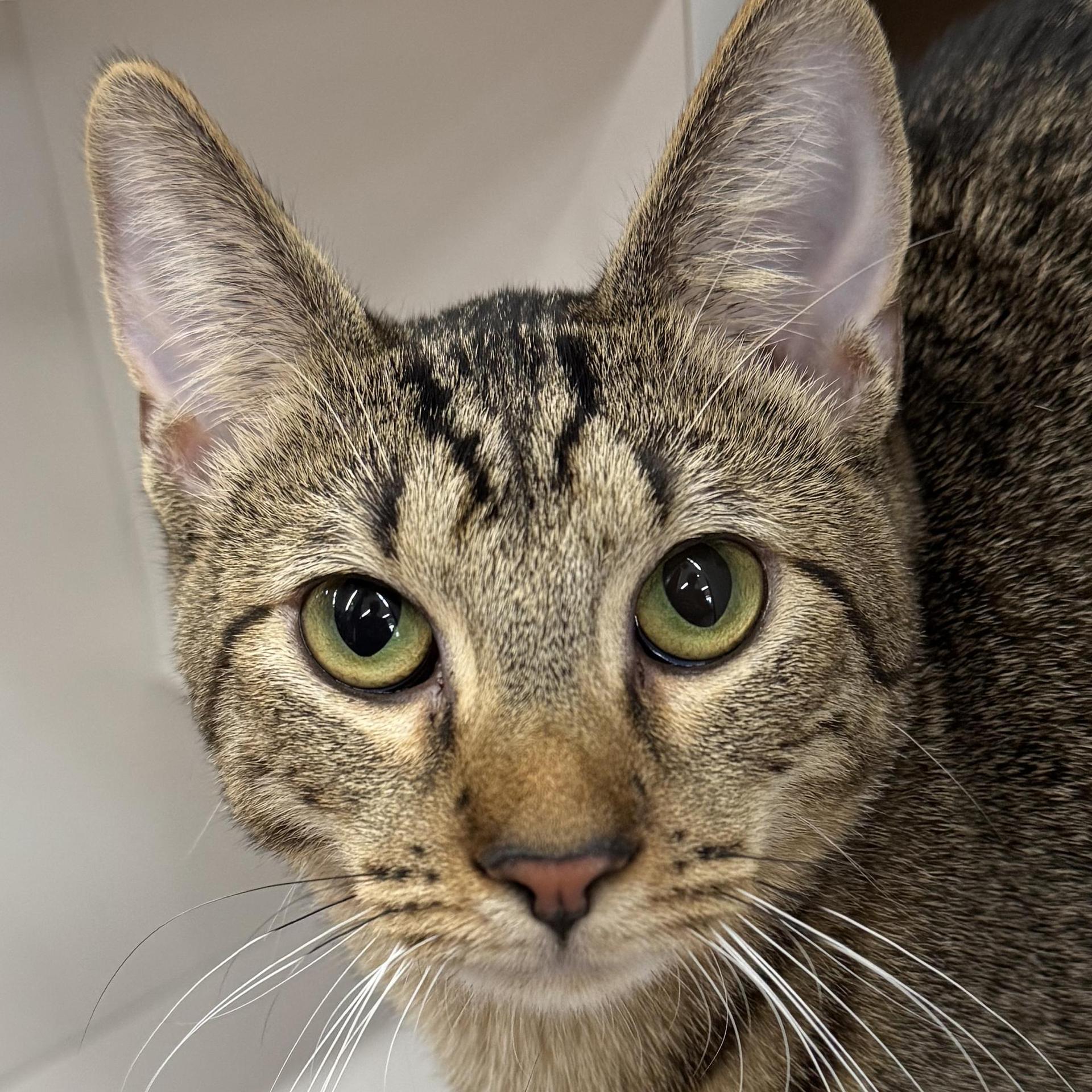 A baby medium-sized female Tabby (Brown / Chocolate) Tabby cat named Addie Meet Me for adoption in Harrisburg, PA