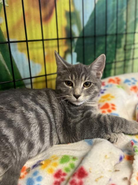 A baby medium-sized male Tabby (Gray / Blue / Silver) Domestic Short Hair cat named Posey for adoption in Chicago, IL
