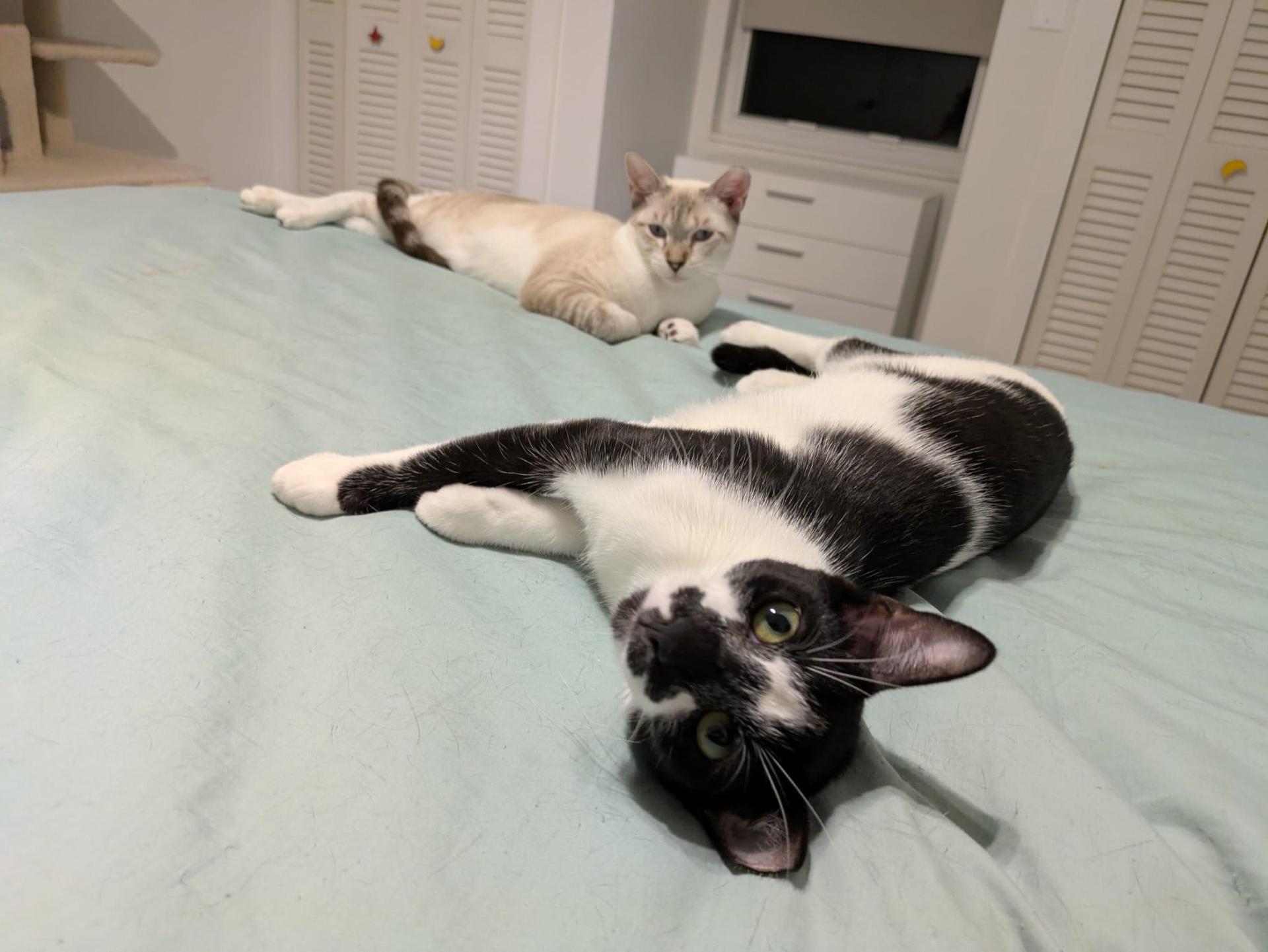 A young medium-sized female Buff / Tan / Fawn Siamese cat named Cindy & Cowboy for adoption in Boca Raton, FL
