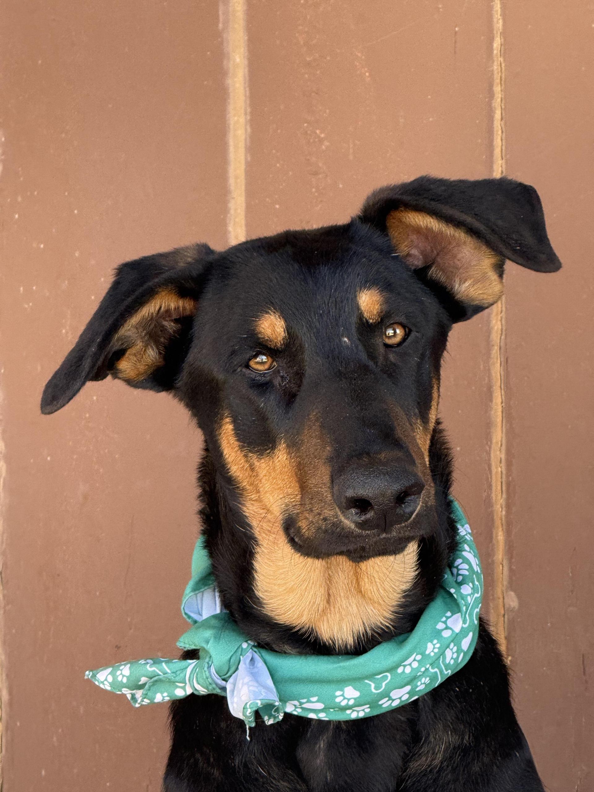 Scout