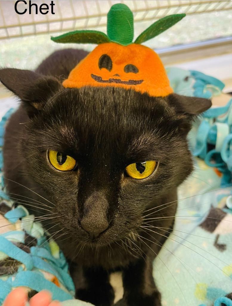 Chet