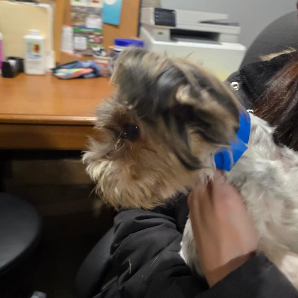 A senior small-sized male Yorkshire Terrier dog named Rolex B for adoption in Wappingers Falls, NY