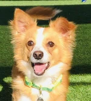 An adult small-sized male Chihuahua dog named Conner for adoption in Las Vegas, NV