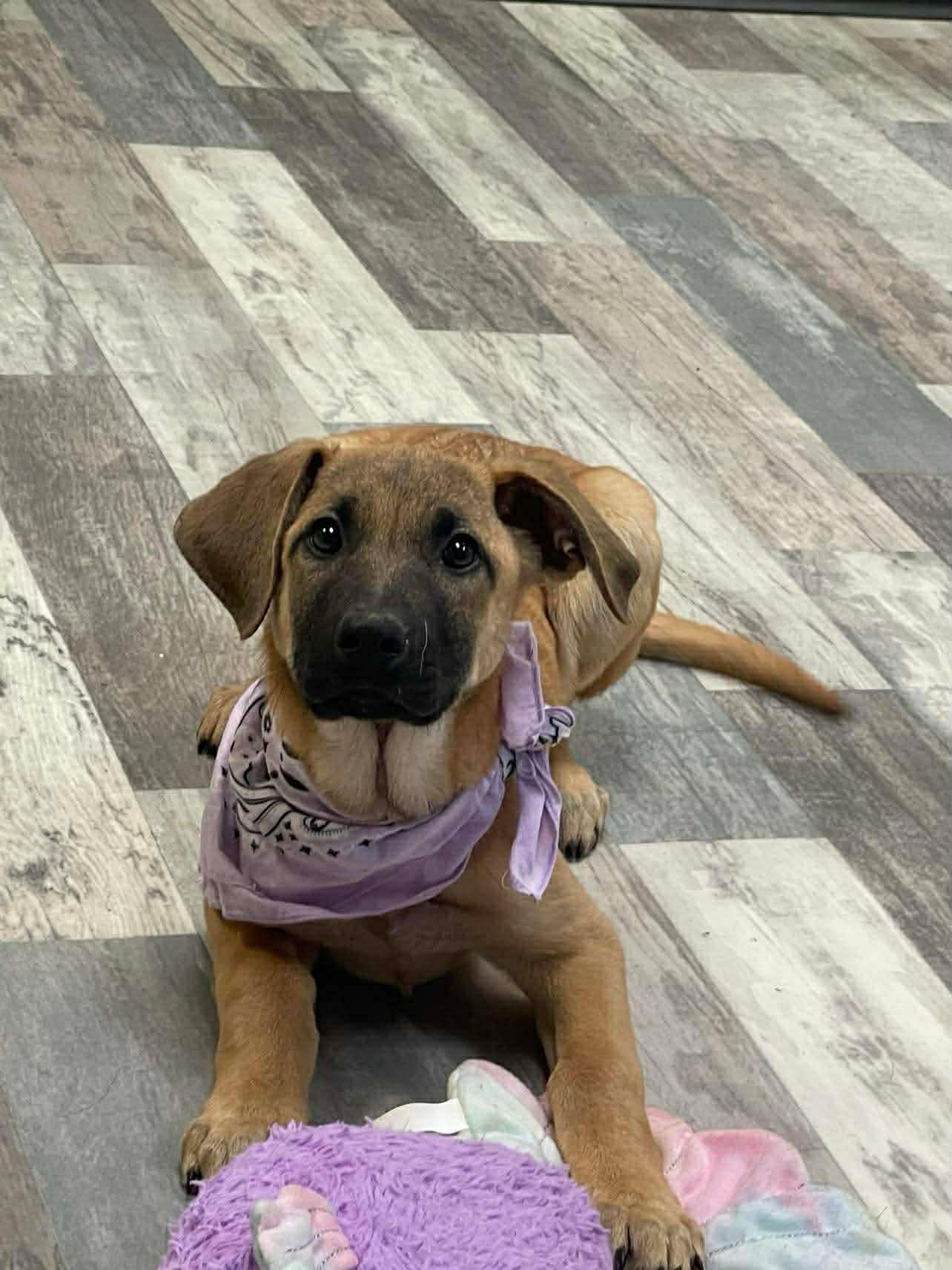 Dot The Shepherd Puppy