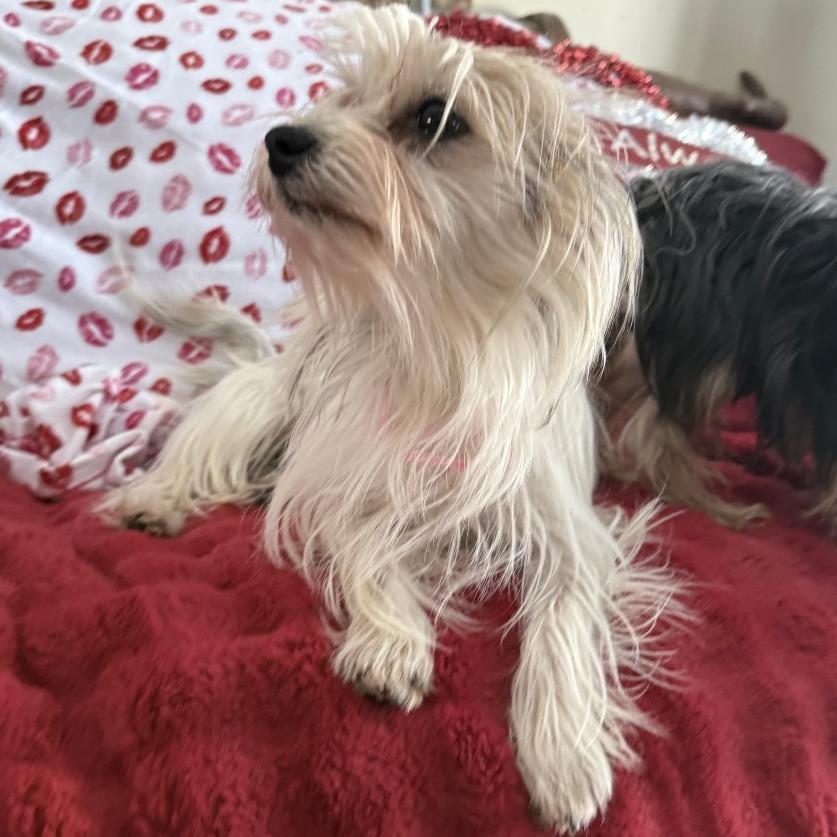 Petite Bonded With Brownye