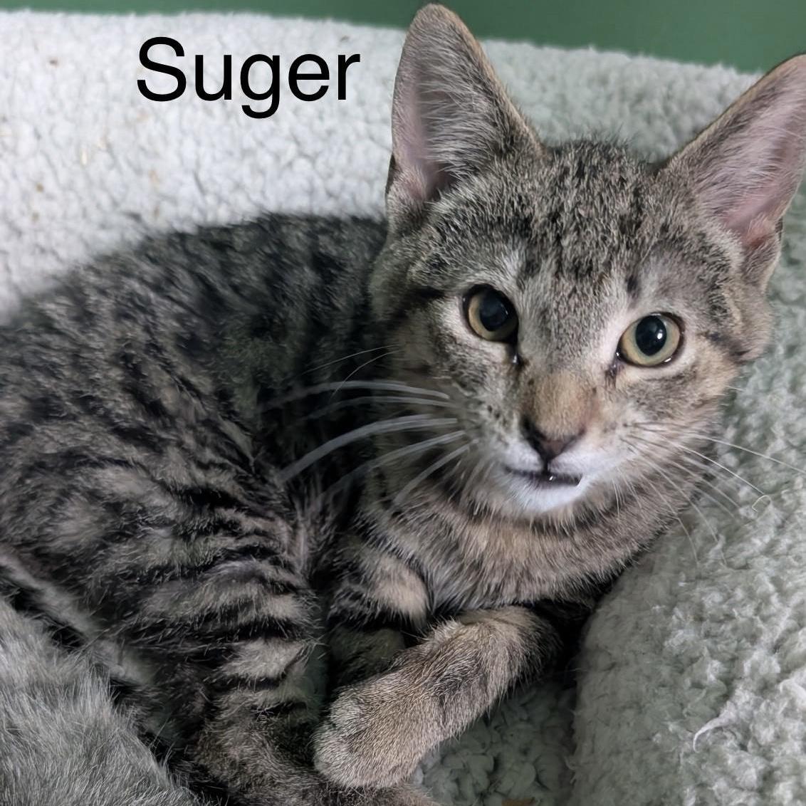 Sugar