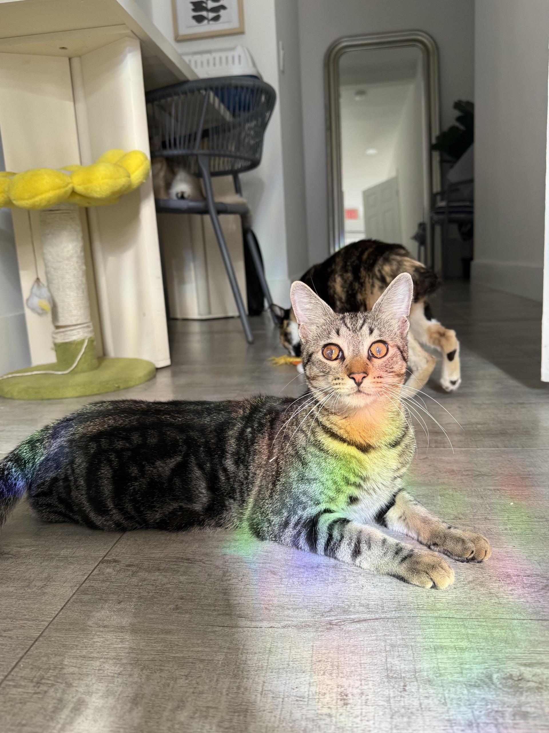 A baby small-sized male Tabby (Brown / Chocolate) Domestic Short Hair cat named Winky for adoption in Boca Raton, FL