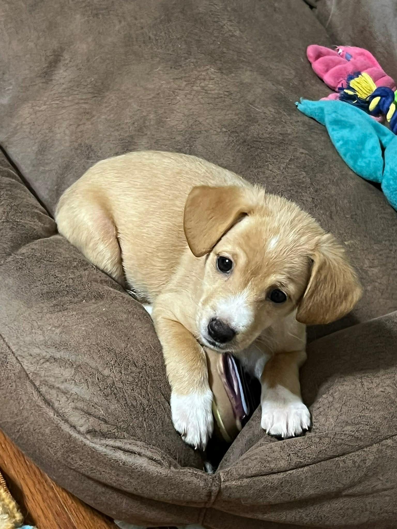 Winnie The Basset Puppy!