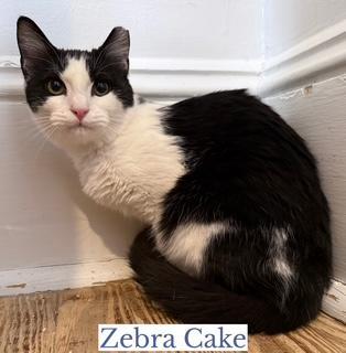 Zebra Cake