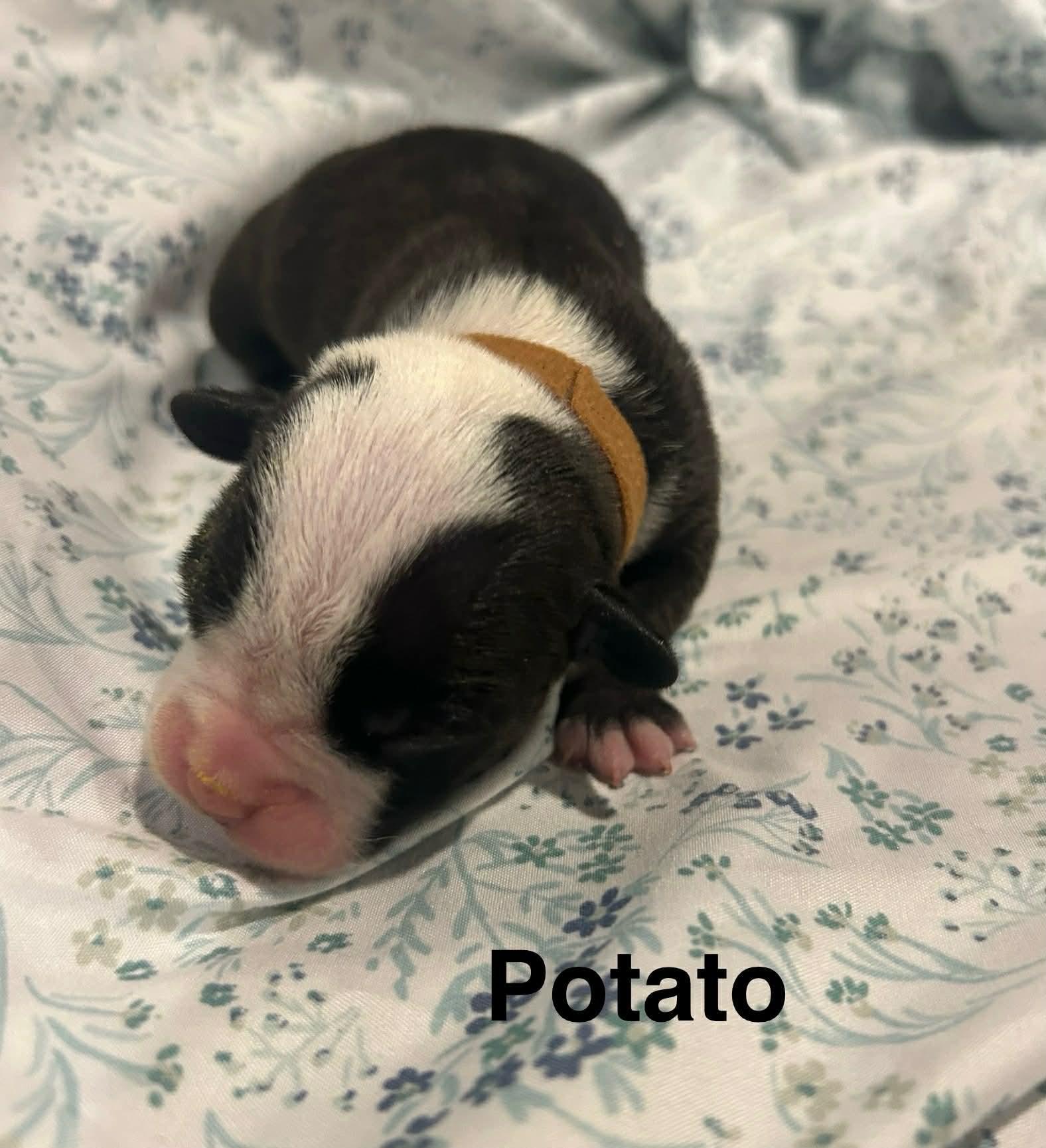 Potato