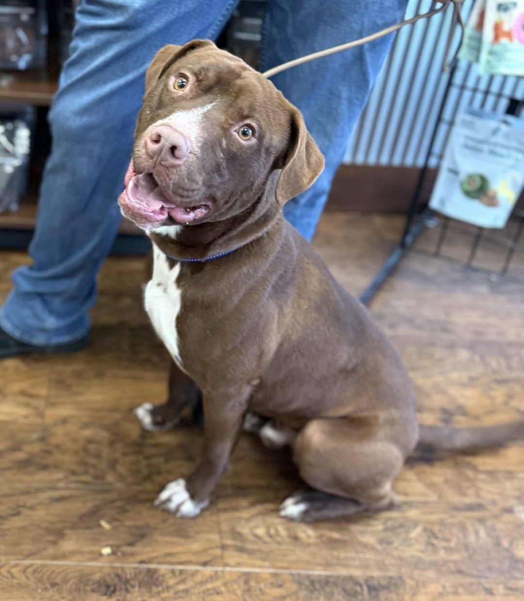 A young large-sized male Brown / Chocolate Mixed Breed dog named Sammy for adoption in Bahama, NC