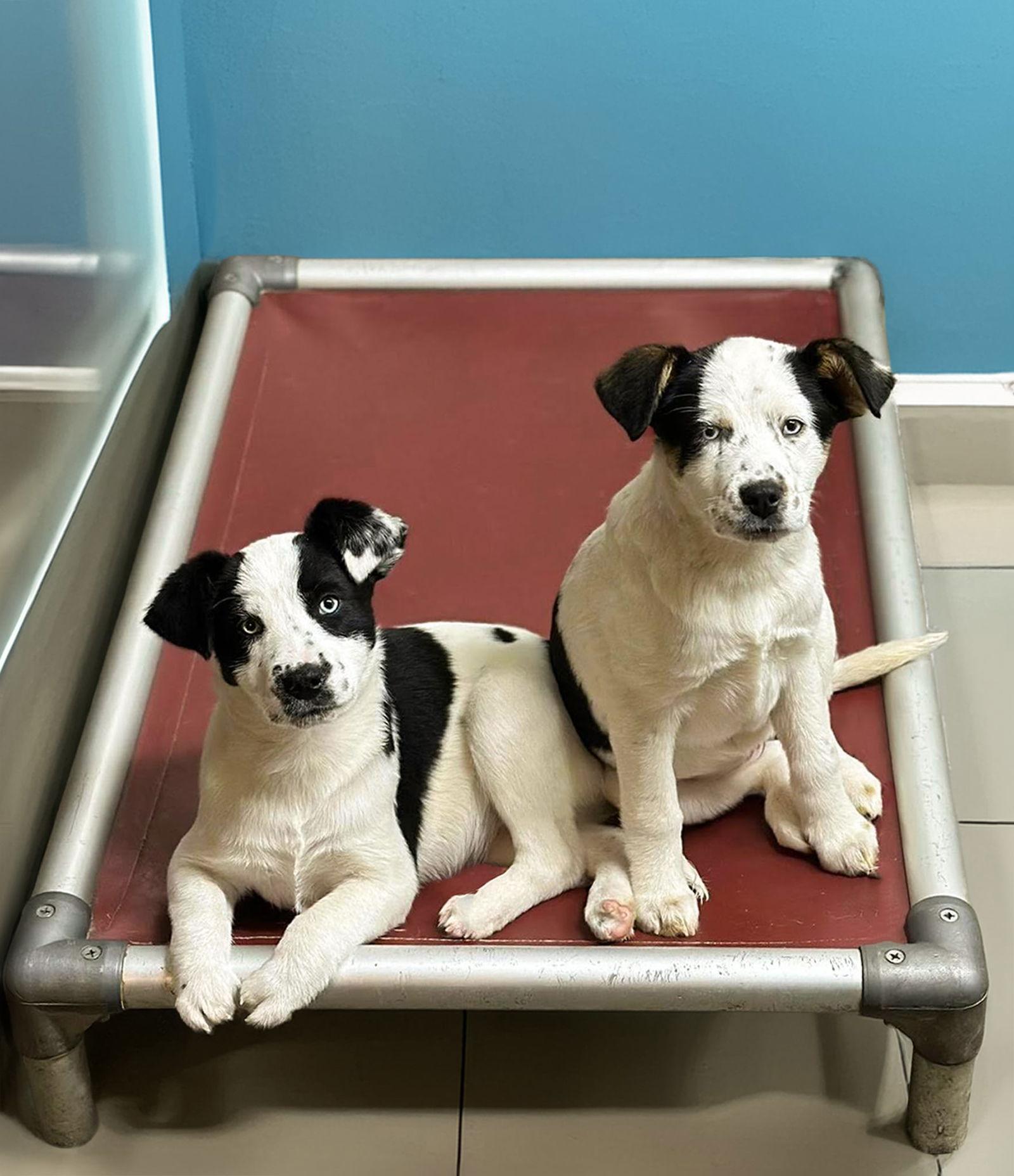 Heeler Mix Pups Female