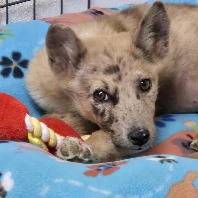 A young medium-sized female Yellow / Tan / Blond / Fawn Mixed Breed dog named Nessie for adoption in Flagstaff, AZ