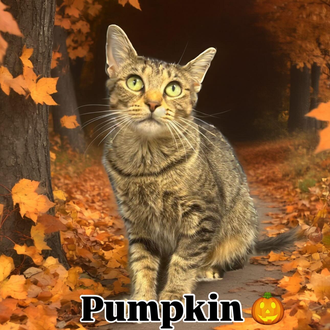 Pumpkin Tag