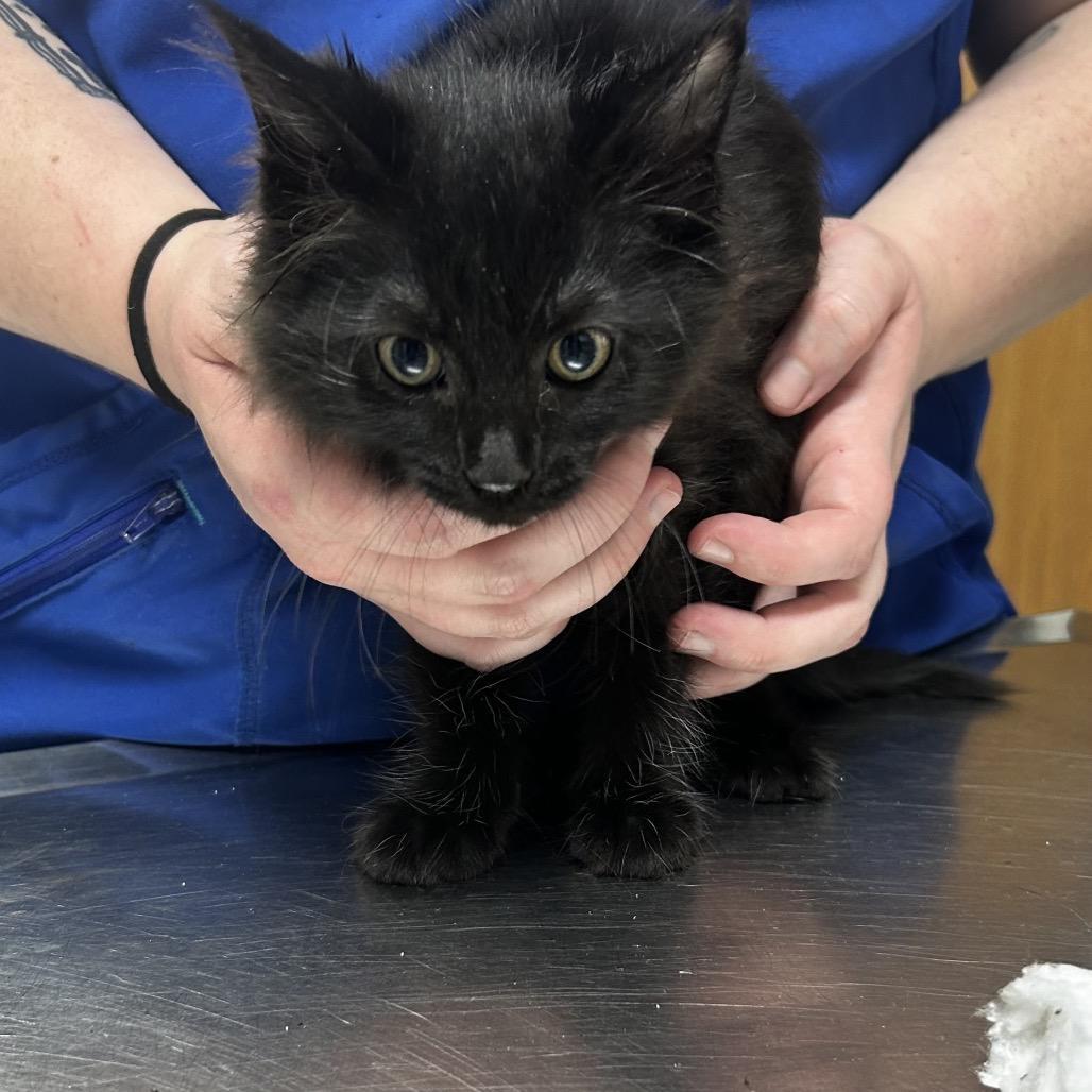 A baby small-sized female Black Domestic Short Hair cat named Taurus for adoption in Pensacola, FL