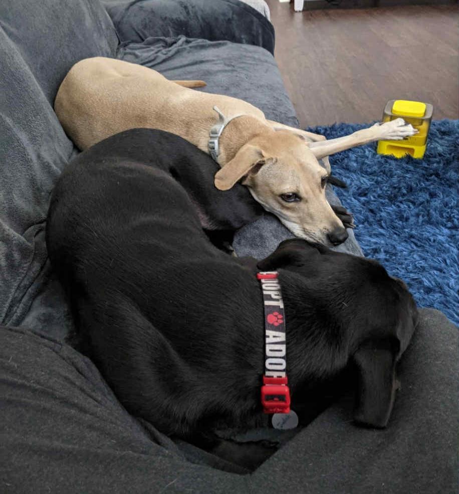 Judah Bonded Pair