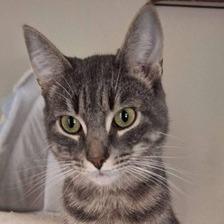 Auggie Bonded To Binx