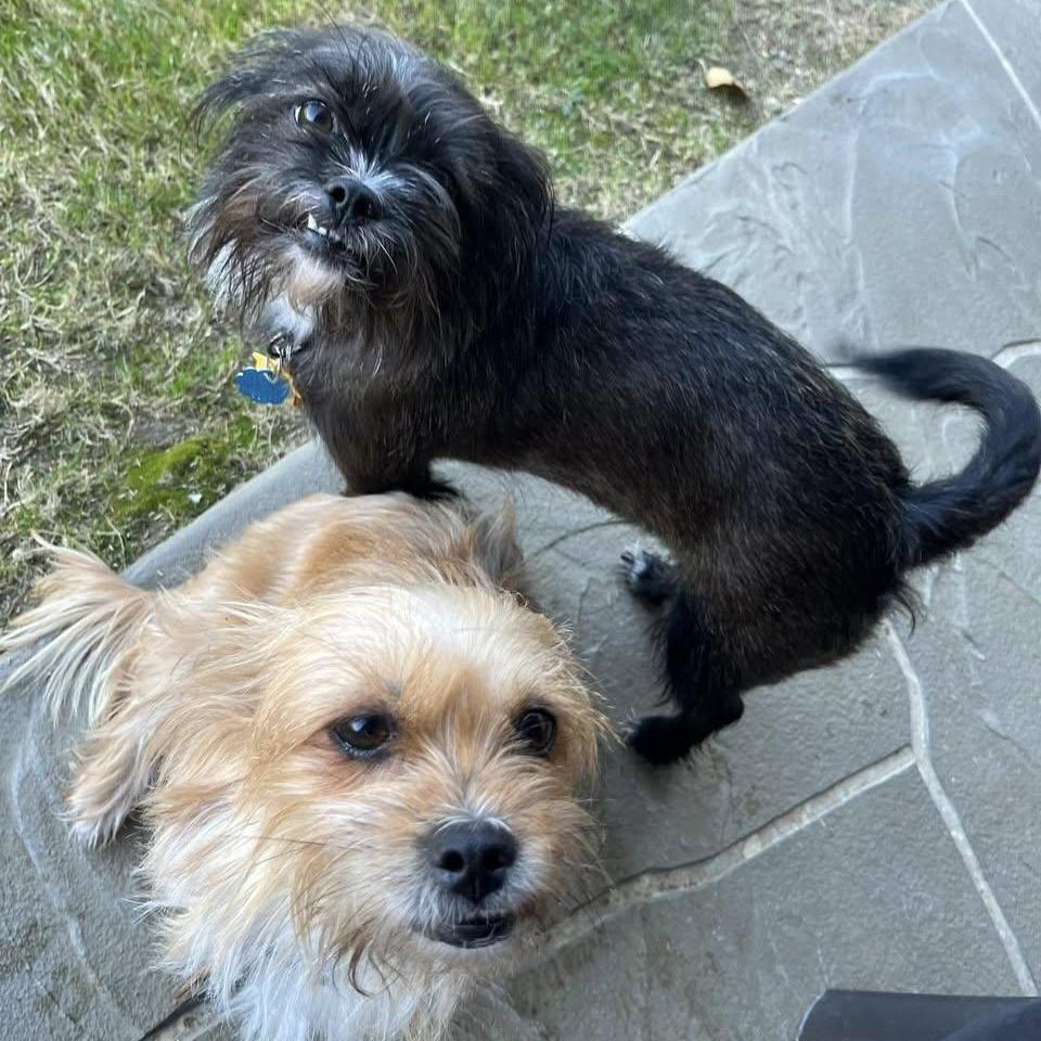 Fifi & Prixie Turner