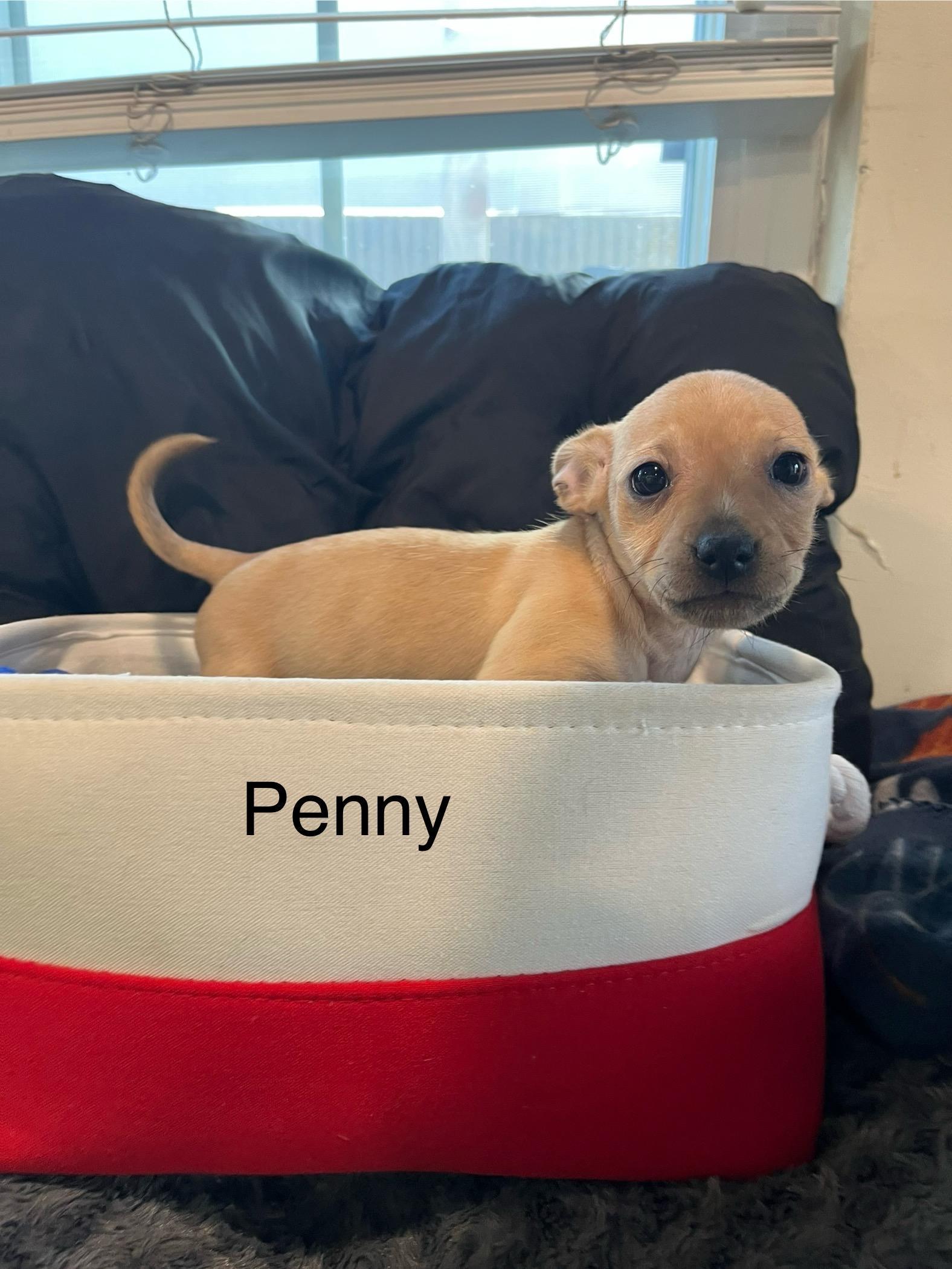 Penny