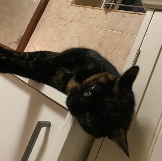 A young medium-sized female Domestic Short Hair cat named Sabrina for adoption in New York, NY