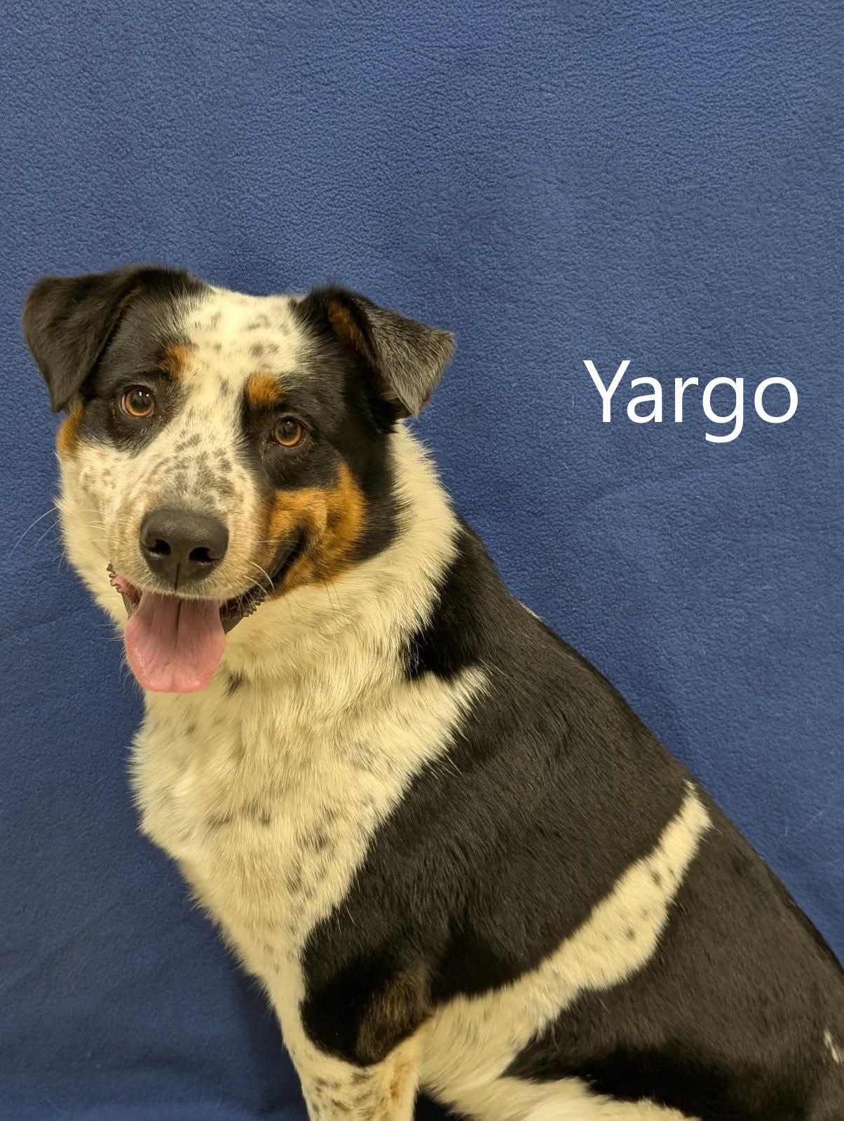 Yargo