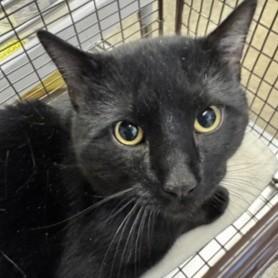 A young large-sized male Black Domestic Short Hair cat named Roger for adoption in Rapid City, SD
