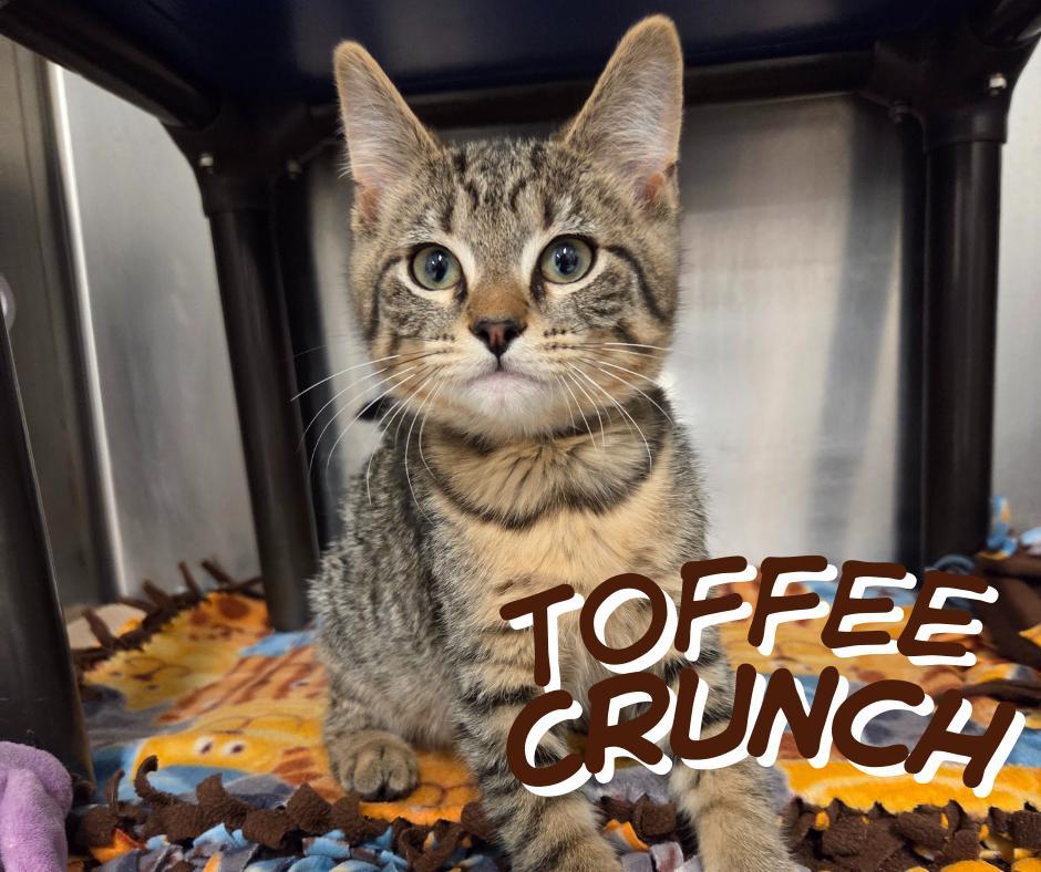 Toffee Crunch photo 1