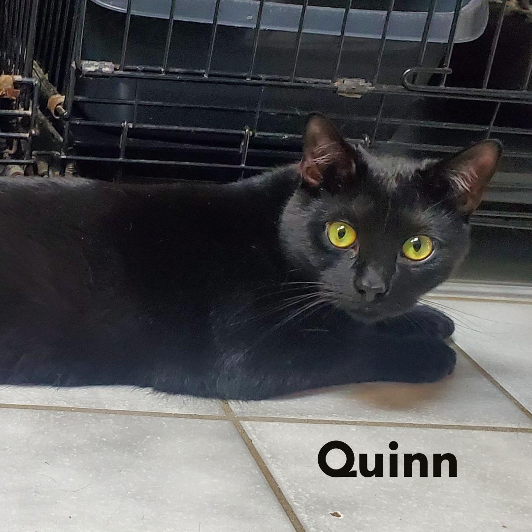 Quinn