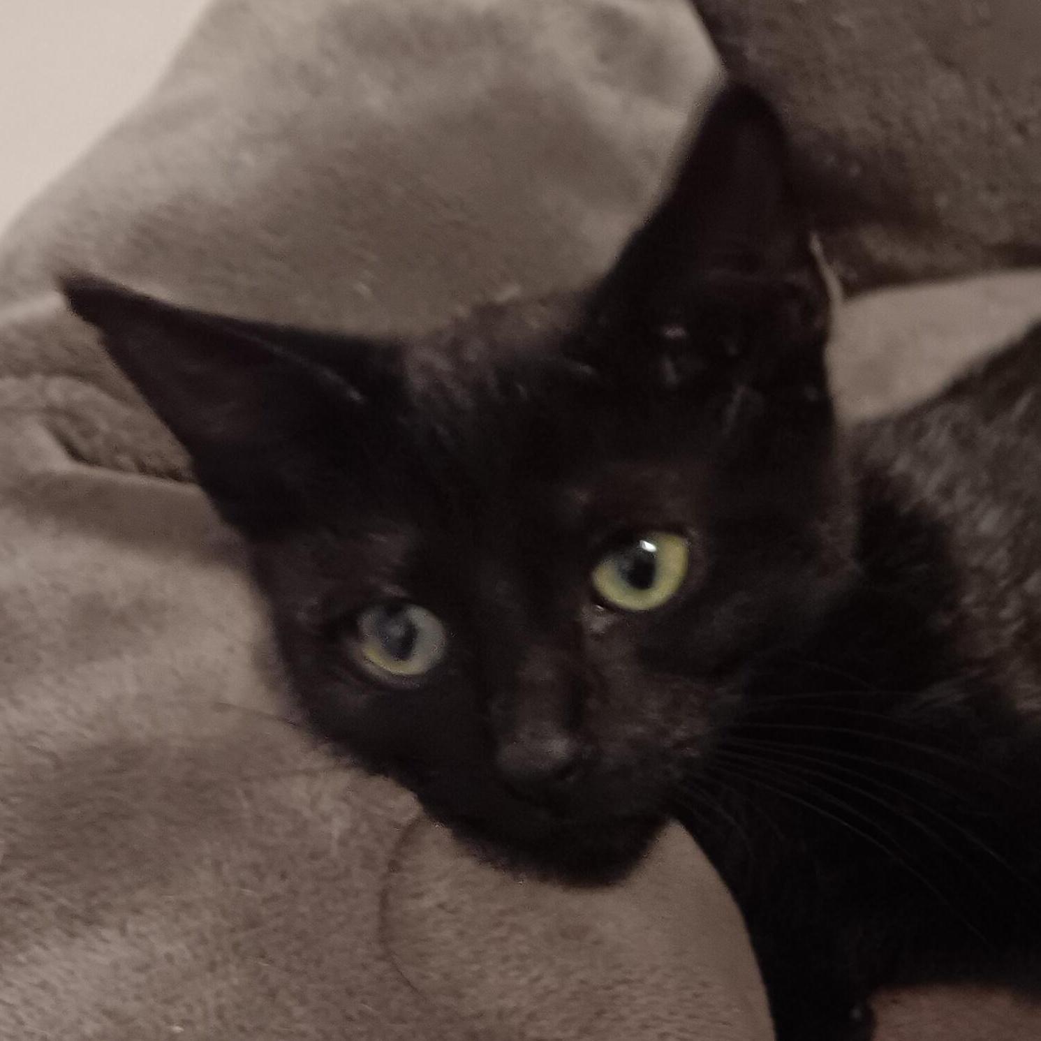 A baby small-sized male Black Domestic Short Hair cat named Craig N' Dayday for adoption in Bloomfield, NJ