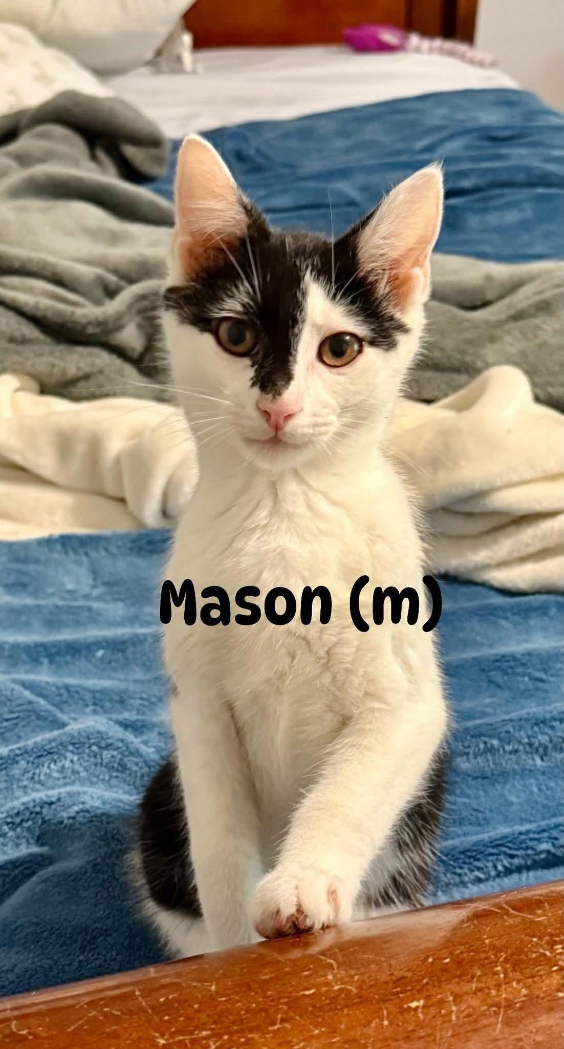 A baby large-sized male Black & White / Tuxedo Domestic Short Hair cat named Mason for adoption in Cincinnati, OH