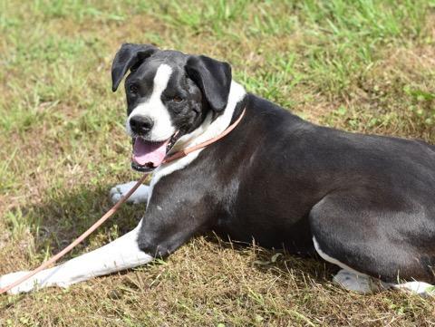 An adult medium-sized female White / Cream Boxer dog named Roxy for adoption in Houston, TX