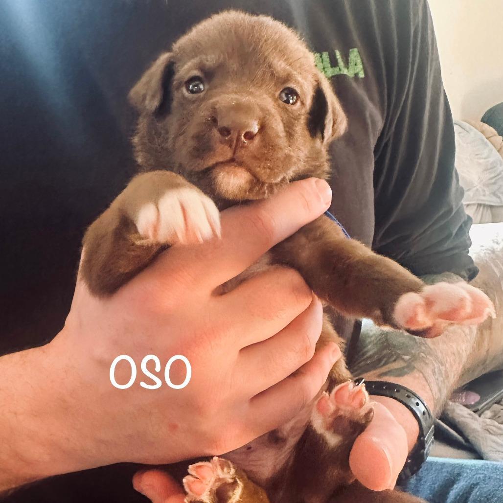 Osito