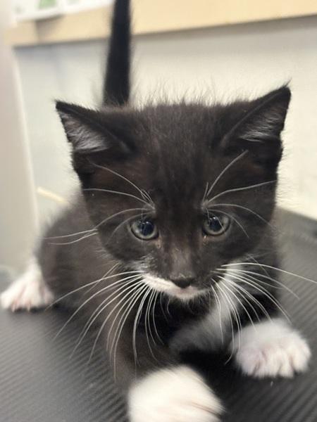 A baby medium-sized female Domestic Short Hair cat named Buttercup for adoption in Napa, CA