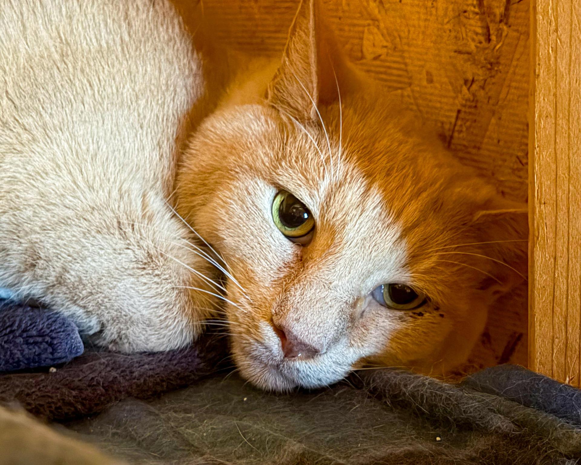 An adult medium-sized male Orange & White Domestic Short Hair cat named Simba for adoption in Columbia, SC