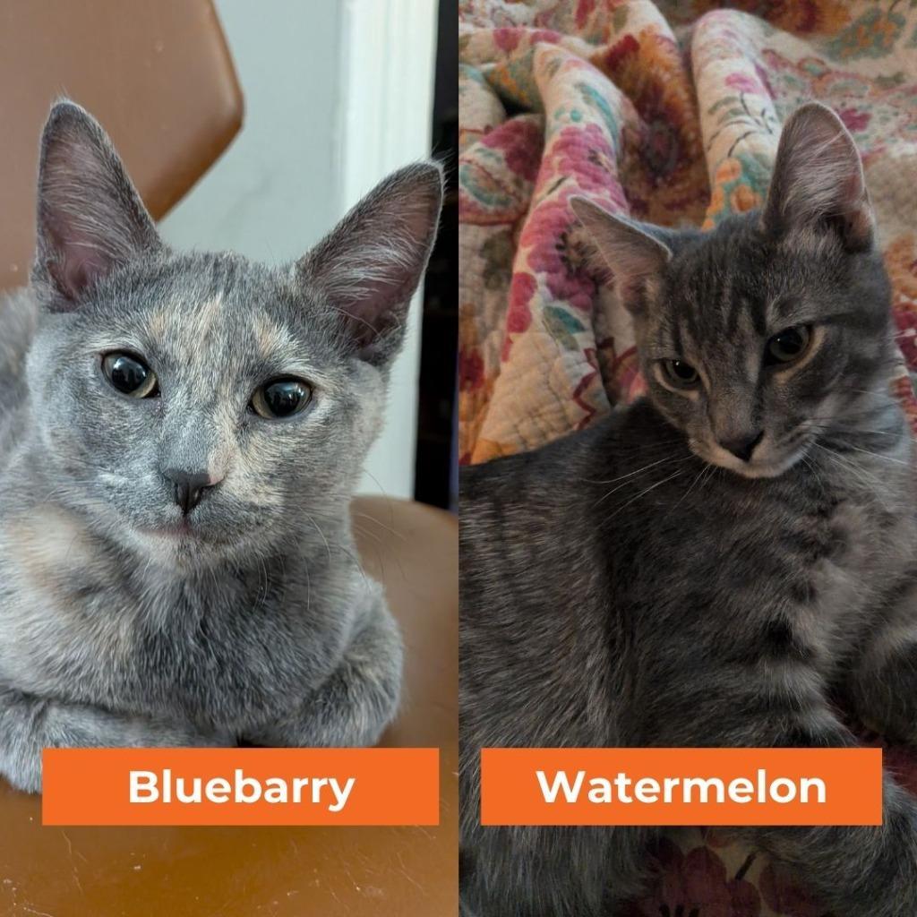 Bluebarry Watermelon