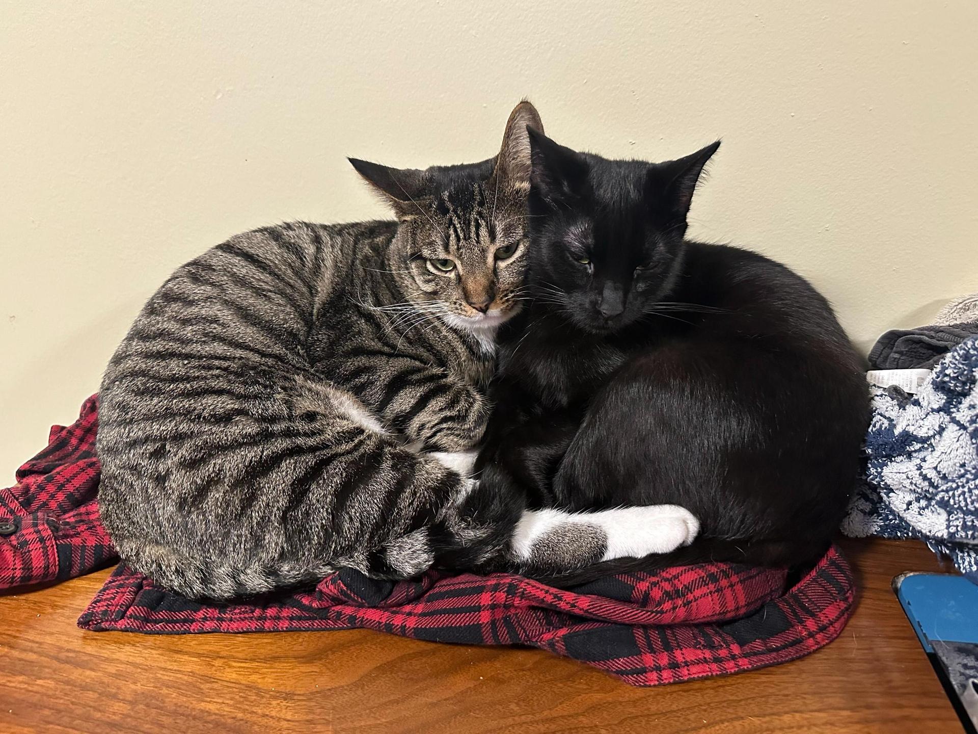 Filly And Royd photo 1