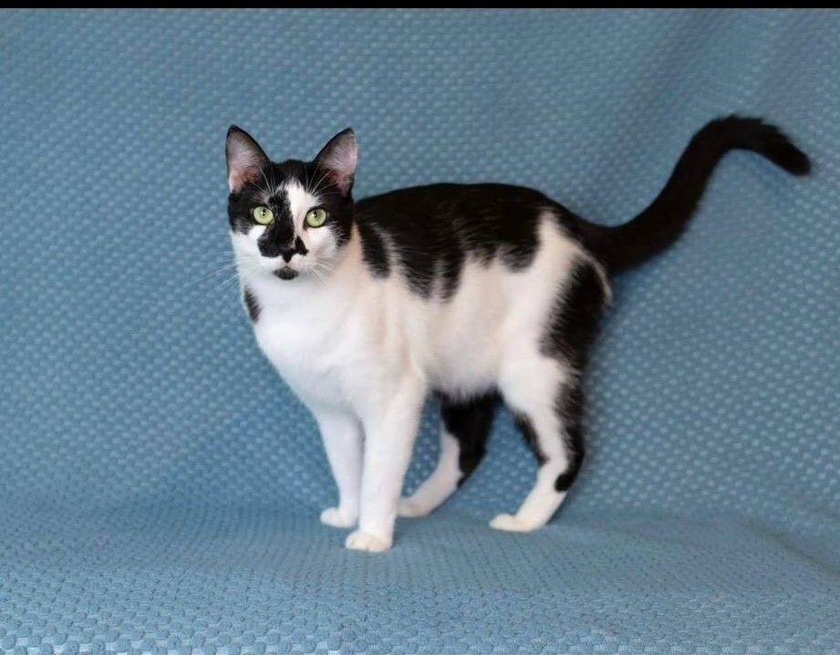 A young medium-sized male White Domestic Short Hair cat named Domini for adoption in North Myrtle Beach, SC